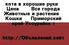 кота в хорошие руки › Цена ­ 0 - Все города Животные и растения » Кошки   . Приморский край,Уссурийск г.